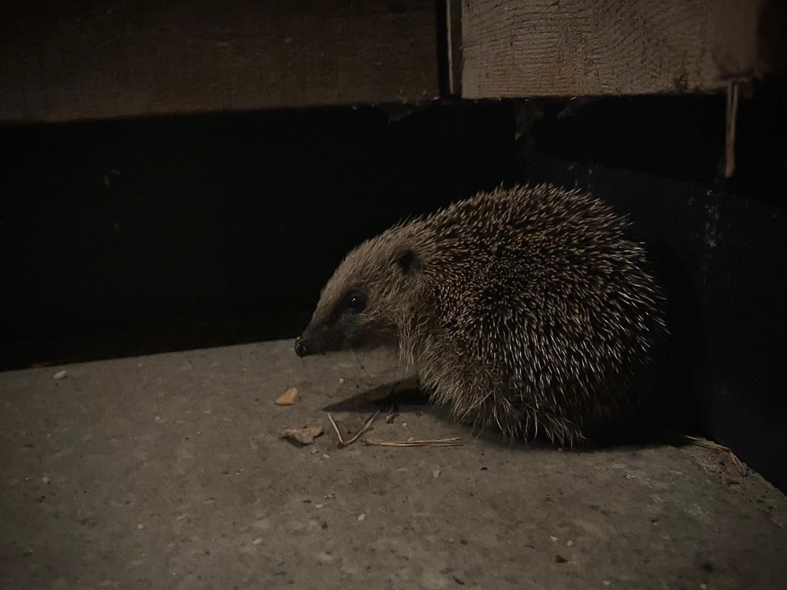 hedgehog